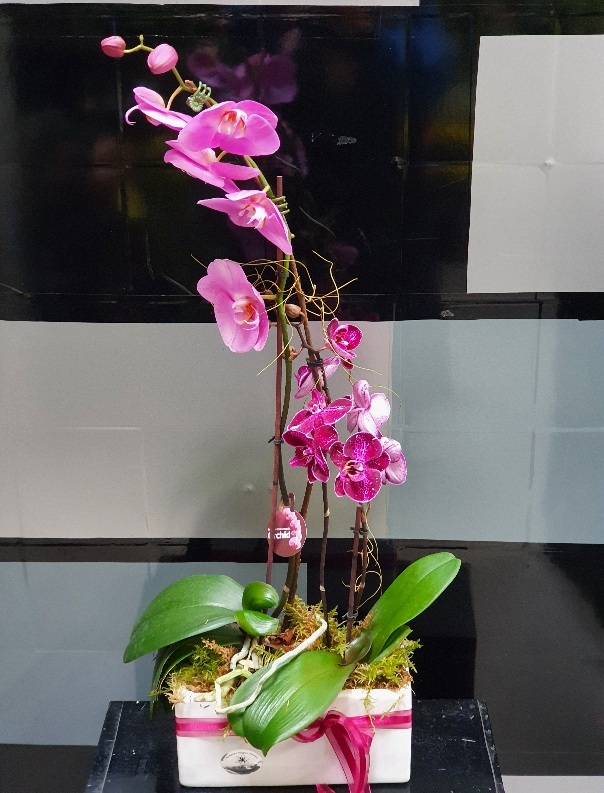 Orchid Plant Premium